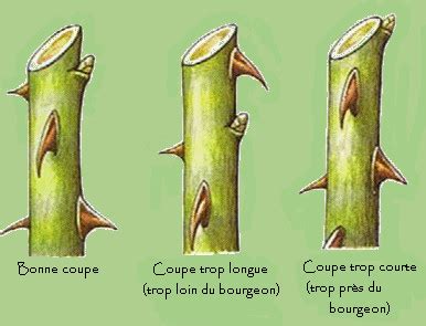 Illustration d'une coupe de nettoyage après floraison pour un rosier non-remontant