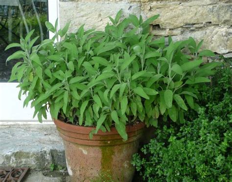 Schéma de plantation de la sauge en pot et en pleine terre