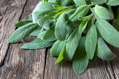 Plat préparé avec des feuilles de sauge fraîches