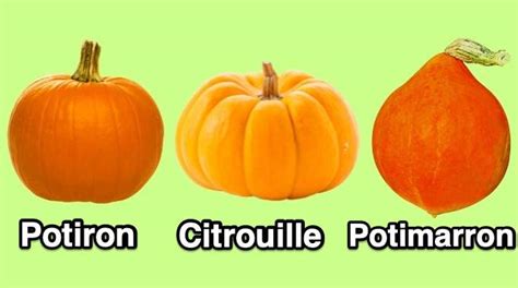 Schéma comparatif entre une citrouille et un potiron