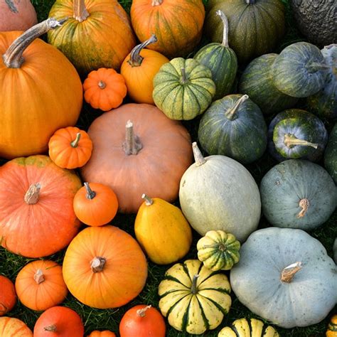 Photo de plats préparés à base de différentes variétés de courges