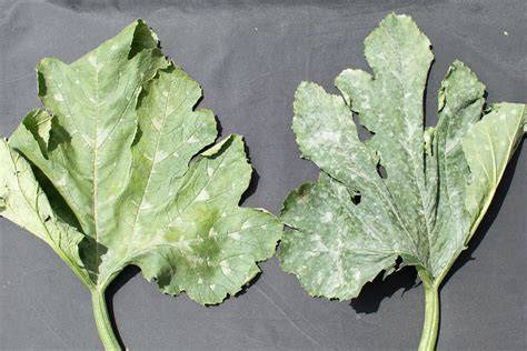 Feuilles de courgette atteintes d'oïdium