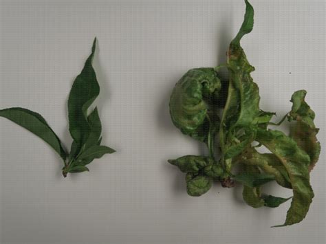 Comparaison de feuilles saines et de feuilles atteintes par l'oïdium