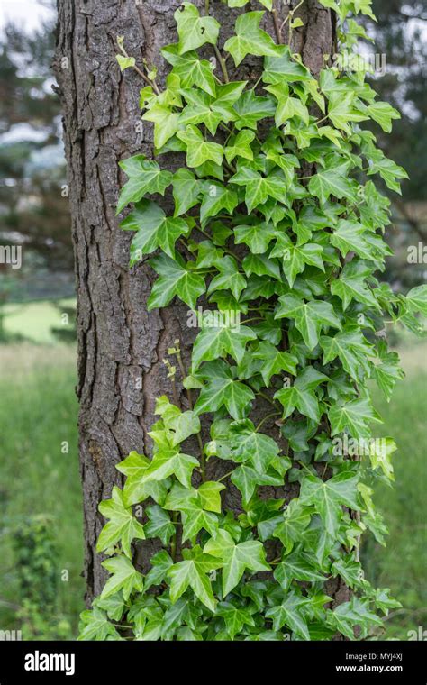 Lierre grimpant (Hedera helix L.) sur un tronc d'arbre