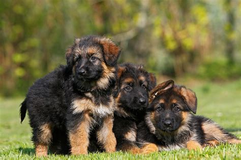 Chiot berger allemand avec des tuteurs d'oreilles