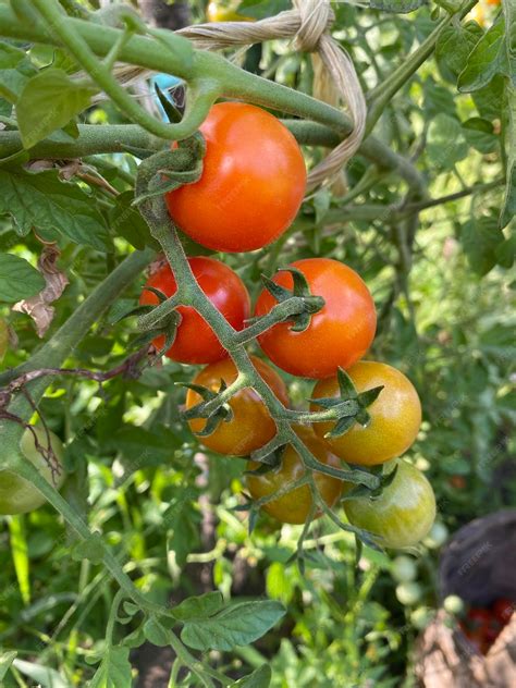 Gousses de tomates cerises prêtes à être plantées