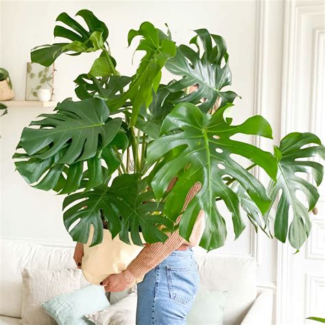 Illustration d'un Monstera deliciosa dans un salon lumineux