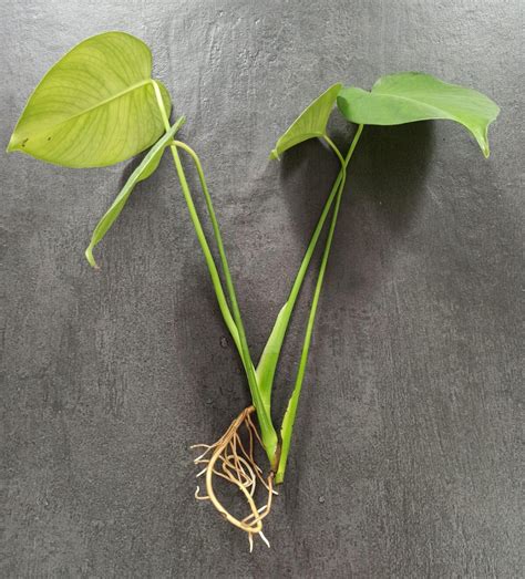 Photo montrant une bouture de Monstera dans l'eau avec racines visibles