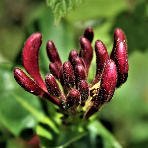 Lonicera japonica 'Red World' sur une treille