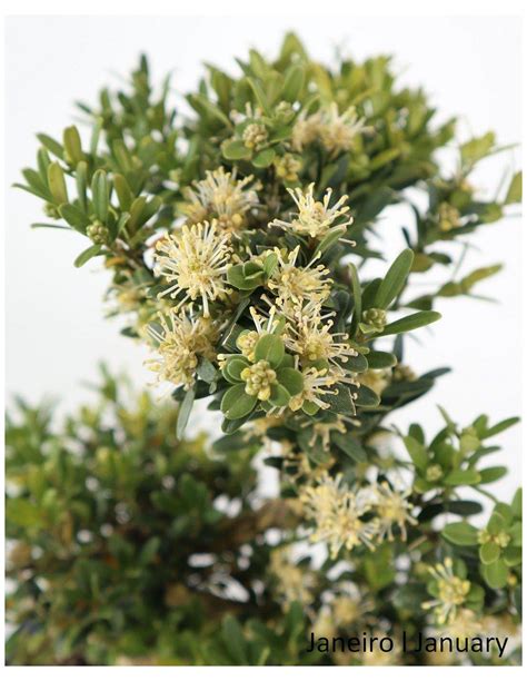 Photo rapprochée d'un bonsaï de Buxus harlandii