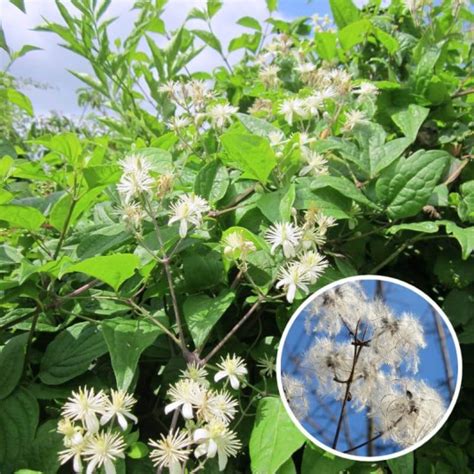 Clématite des haies (<em>Clematis vitalba</em>) en fruits plumeux