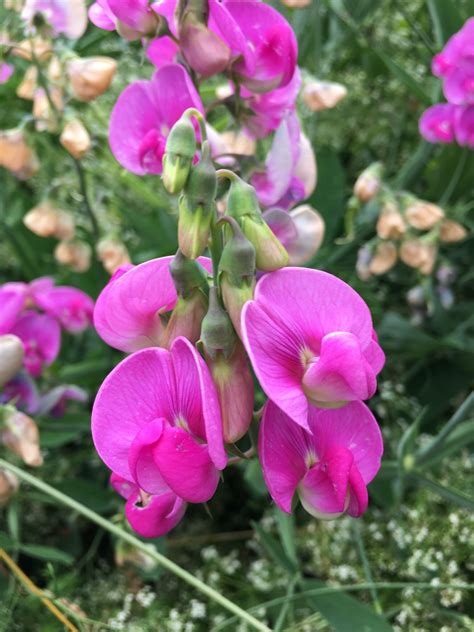 Fleurs de gesse rose