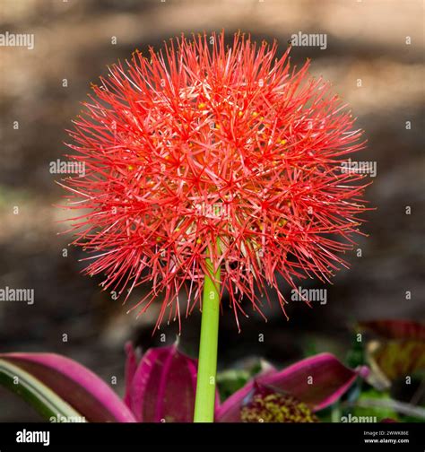 Blood Lily en fleur