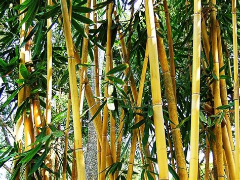 Variétés de bambous
