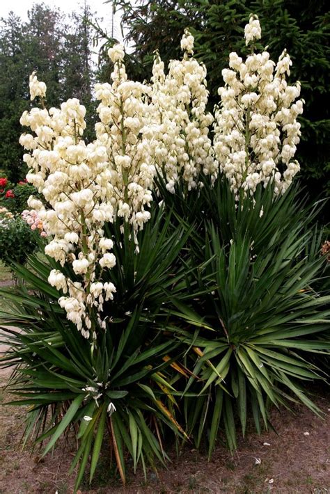 Yucca en fleur