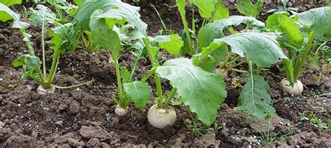 Illustration historique représentant la culture du navet dans un jardin potager traditionnel