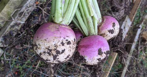 Schéma technique illustrant les densités de plantation pour le navet en fonction du mode de récolte