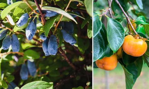 Arbre fruitier avec des fruits serrés sur les branches