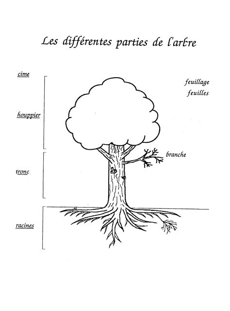 Diagramme des différentes parties d'un fruit et de l'arbre fruitier