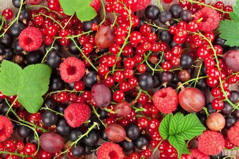 Verger de fruits rouges en culture