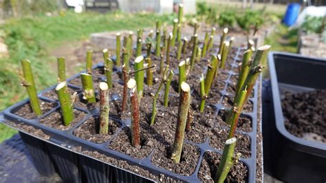 Boutures de plantes dans des pots