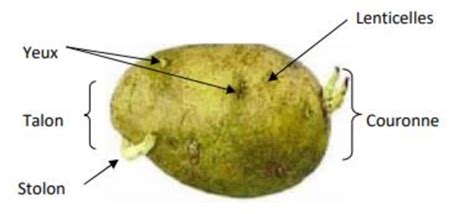 Schéma illustrant la différence morphologique entre un vrai bulbe à écailles et un tubercule