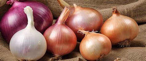 Infographie comparative entre un bulbe d'oignon, une tête d'ail et une touffe d'échalote