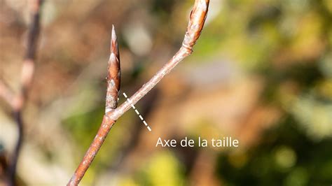 Schéma illustrant la taille de structure hivernale sur un chêne