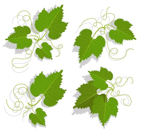 Illustration de feuilles de vigne avec vrilles