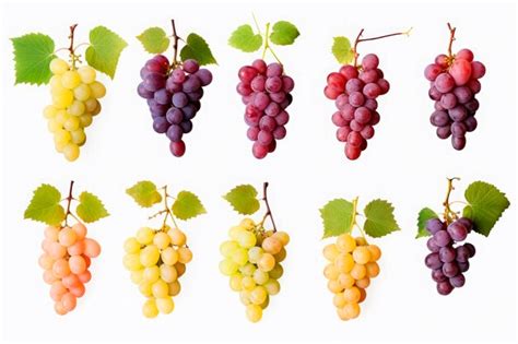 Infographie présentant différentes couleurs et formes de raisins de table