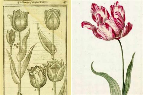 Illustration d'une tulipe Semper Augustus, symbole de la spéculation du XVIIe siècle