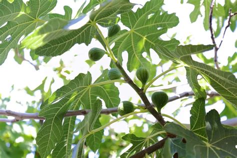 Un figuier mature chargé de fruits dans un verger ensoleillé