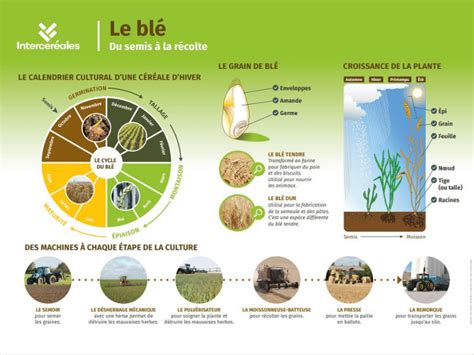 Schéma comparatif montrant le cycle de récolte des variétés unifères et bifères