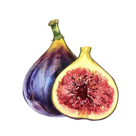 Illustration d'une figue coupée en deux montrant la texture intérieure