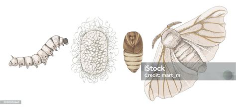 Illustration montrant le cycle de vie de la teigne du figuier sur les feuilles