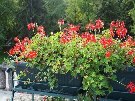 Plan rapproché d'un Géranium lierre pourpre en pleine floraison sur un balcon