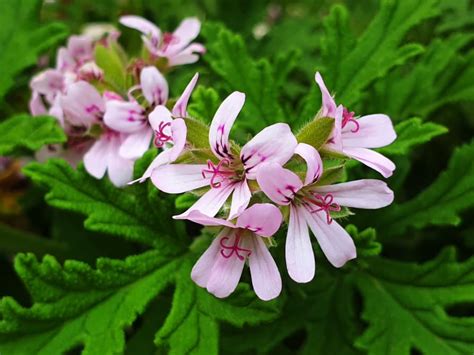 Schéma illustrant la différence entre le port érigé du Pelargonium zonale et le port retombant du Pelargonium peltatum