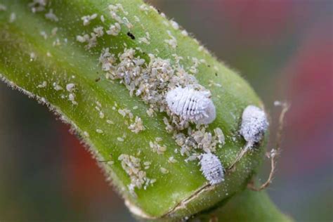 Schéma comparatif : Cochenille (amas cotonneux) vs Oïdium (poudre blanche)