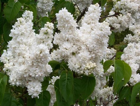 Illustration de différentes variétés de lilas en fleurs