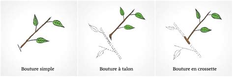 Schéma détaillé d'une bouture à crossette de lilas