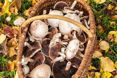 panier de cueillette avec différentes variétés de champignons