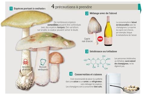 schéma illustrant les symptômes d'une intoxication aux champignons