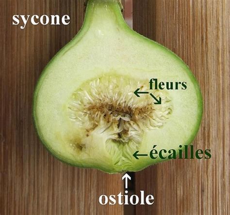 Schéma illustrant la structure du sycone (figue) avec ses fleurs internes