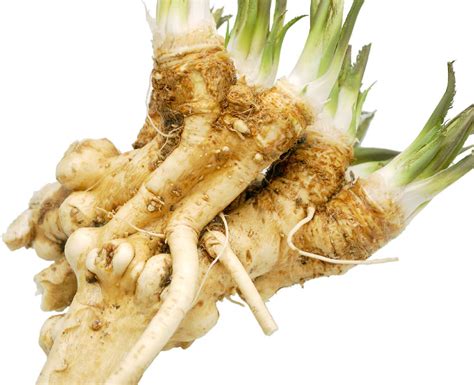 Racine de raifort fraîchement récoltée