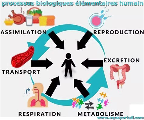 Schéma illustrant la structure biologique de la sphaigne avec ses cellules chlorophylliennes et ses hydrocystes