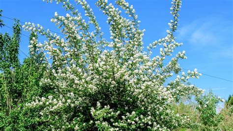 Bonsaï Serissa en pleine floraison avec ses petites fleurs blanches caractéristiques