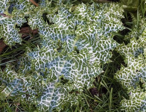 Plan rapproché d'une feuille de Chardon-Marie montrant ses marbrures blanches caractéristiques