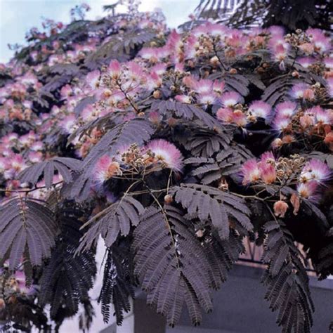 Un bonsaï d'Albizia julibrissin avec son feuillage délicat et sa silhouette de parapluie