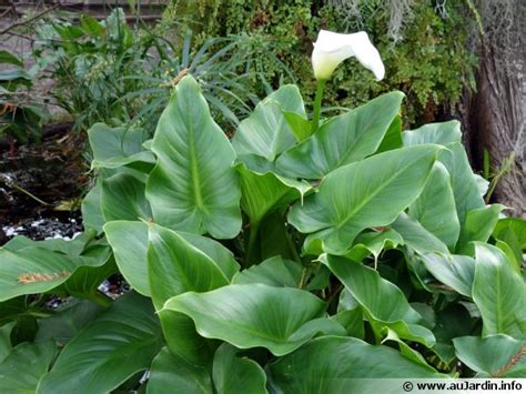 Arum d'Éthiopie avec un feuillage luxuriant