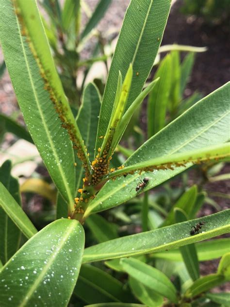 Feuillage d'arum avec quelques pucerons
